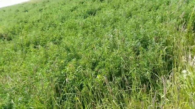 Сіно є,коровки є, будем жити,перший укіс люцерни смотреть онлайн