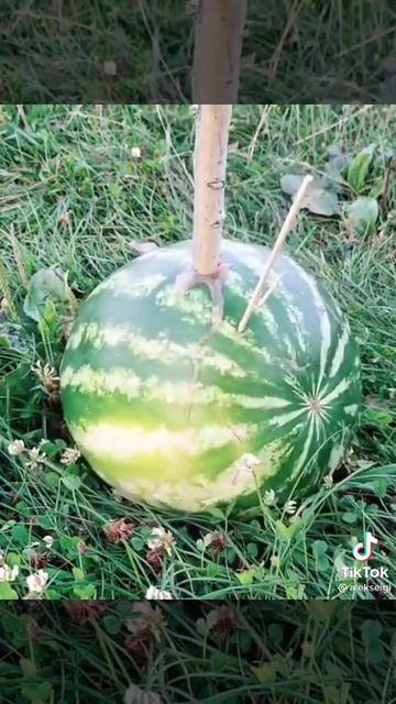 Арбузы на Юге и в России🇷🇺🇷🇺 смотреть онлайн