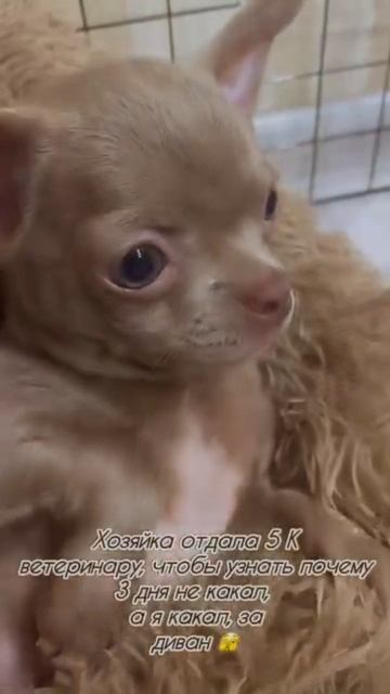 Осваиваем пелёнку 😂 смотреть онлайн