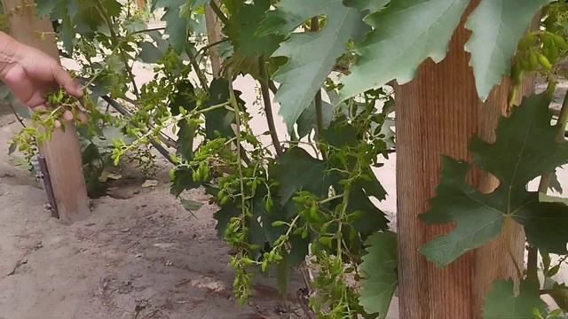 Виноградник Бойка Павла. Допущена помилка перед цвітінням і в результаті осипання деяких сортів смотреть онлайн