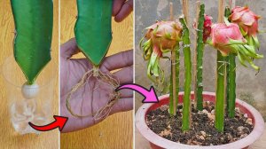 Способ размножения питайи чесноком. Выращивание драконьего фрукта из черенков