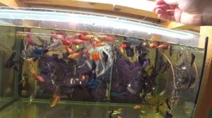 Отобрал Петухов. Гурами на нерест. Продал рыбок. Новый лоток трубочника. Будни Аквариумиста.