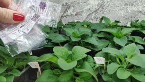 Лучшие сорта ампельной петунии. Петуния растет как на дрожжах.Скоро перевалка в больший обьем.