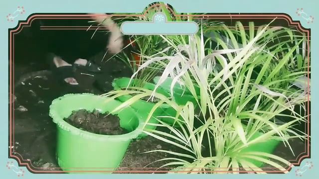 REPOTTING PALMERA I JOSEPHINE PACLIPAN смотреть онлайн