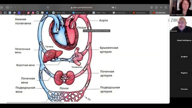 Восстановление ПЕЧЕНИ с помощью  ZOE. Рамунас Рачкаускас. Вебинар от 19 Февраля 2025 г.