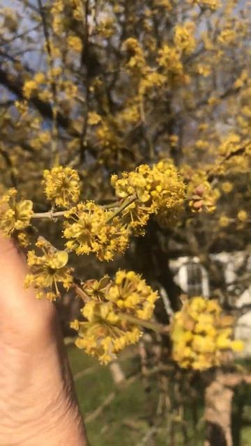 КИЗИЛ И ПОДРУЖКИ--ВЕСЕЛУШКИ смотреть онлайн