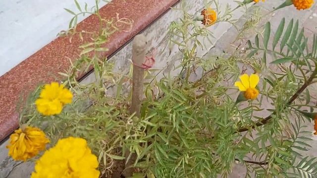 Marigold varieties and care tips смотреть онлайн