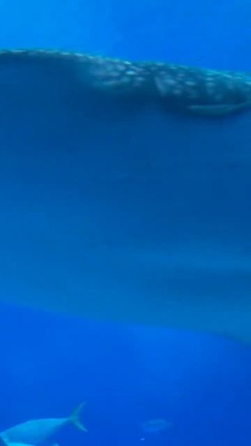 Greenland Sharks: Guardians of Oceanic History #shorts #ai #facts смотреть онлайн