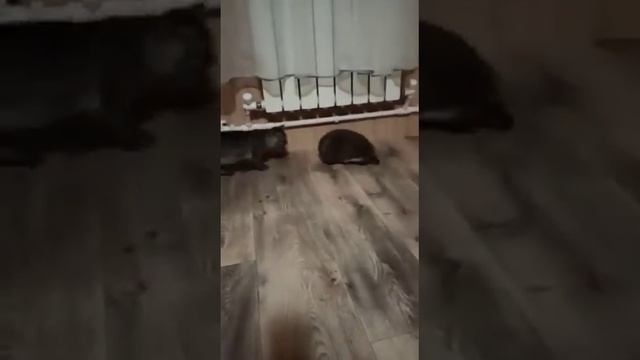 ёж Соник смотреть онлайн