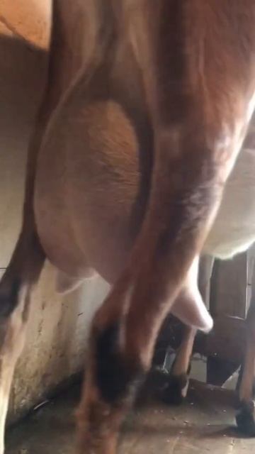 Меліса 43,75% англонубійка(Рижуля+Рижий),перший окот ,другий місяць лактації смотреть онлайн