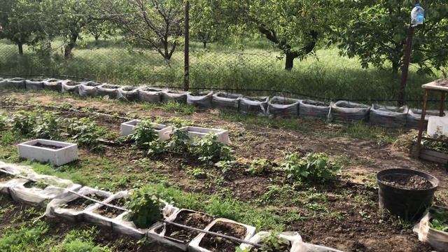 Выращивание малины в теплице || малина Мапема смотреть онлайн