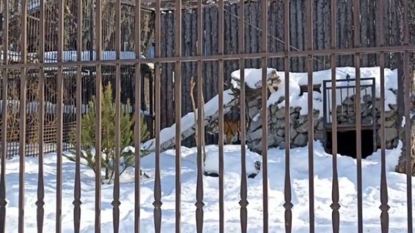 АМУРСКИЙ ТИГР - СИЛА В КАЖДОМ ДВИЖЕНИИ / THE AMUR TIGER IS A FORCE IN EVERY MOVEMENT