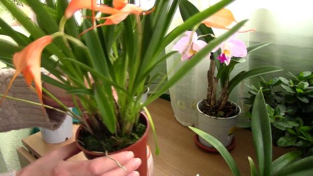 Masdevallia Bellavallia - A Possible Hardy Orchid!