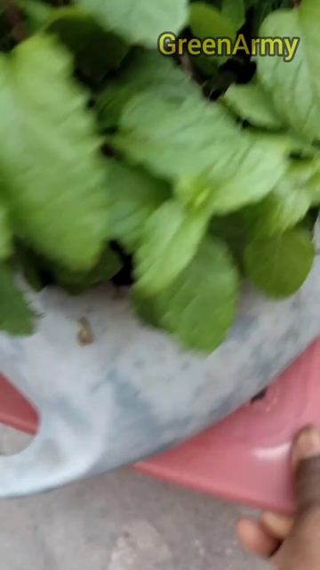 Grow Mint in a little waste material#shorts #rooftopgarden #youtubeshorts
