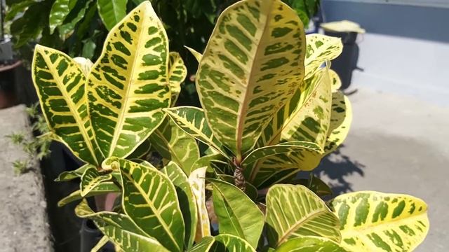 관엽식물의 화려한  외출