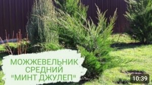 МОЖЖЕВЕЛЬНИК СРЕДНИЙ "МИНТ ДЖУЛЕП". 28.02.2024.