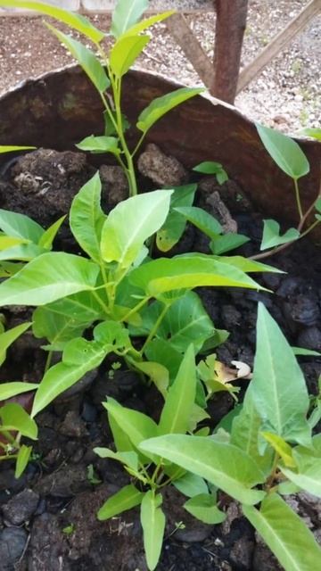 Growing vegetables during "El Niño". Water scarcity is a challenge...."Gulayan" смотреть онлайн