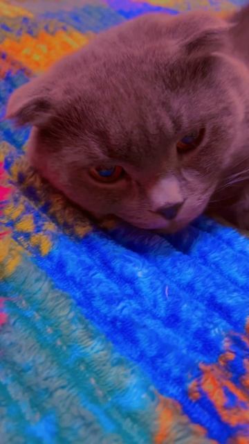 🔴КОТ СМОКИ🔴 смотреть онлайн