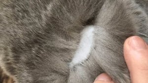 Что делать если у кошки выпадает шерсть