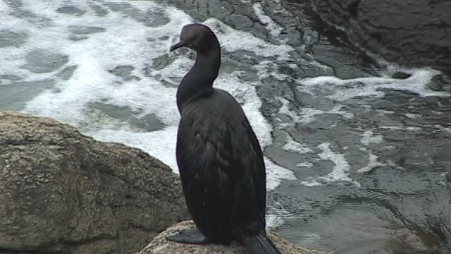 ПТИЦЫ_Баклан