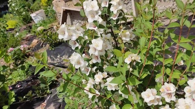 Жасмин,Філадельфус,чубушник Фламінго смотреть онлайн