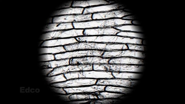 Unstained and Stained Onion Cells смотреть онлайн