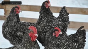 Разведение кур породы Мехеленская кукушка.