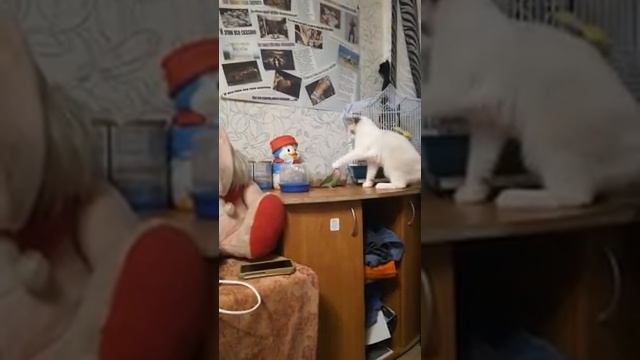 Кот Кекс и попугай Ричи смотреть онлайн