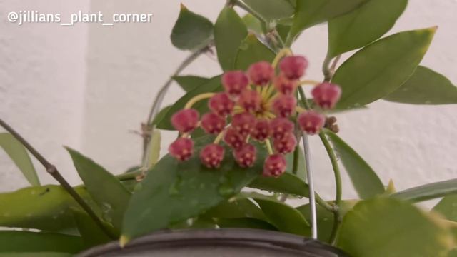 HOYAS IN BLOOM | Hoya Memoria