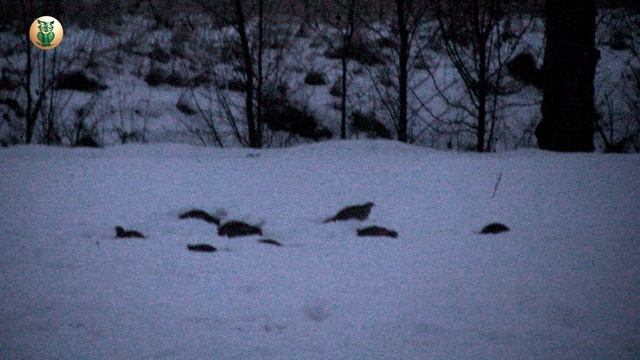 Куропатки. Их как ветром занесло. Взяли камеру и стали снимать через стекло.