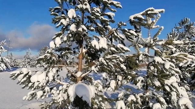 Сосны в поле смотреть онлайн