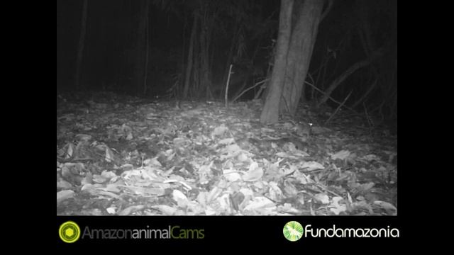 Common Gray Four-eyed, Philander opossum "Zarigüeya de cuatro ojos"" смотреть онлайн