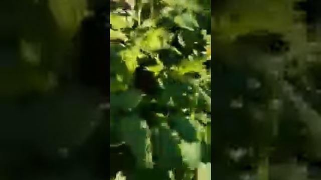 Zeplin F1 Sanayi Domatesi смотреть онлайн