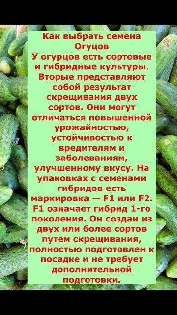 как выбрать семена Огурцов! смотреть онлайн