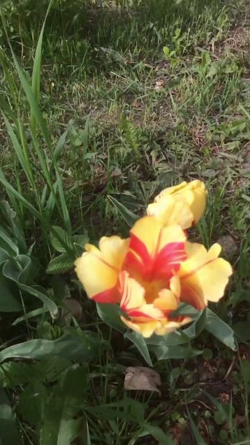 Тюльпан Грейга Zampa смотреть онлайн