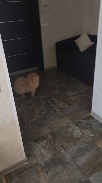 Шакуся хочет гулять #шпицпомеранский #собака #весело #игры #юмор смотреть онлайн