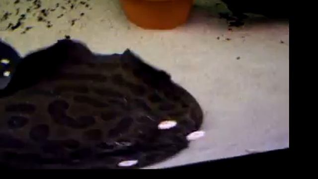 Freshwater Rays (Leopoldi / Aparicio) смотреть онлайн