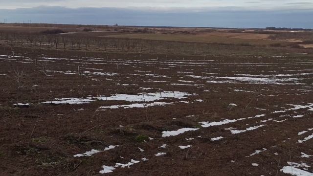Як відрізнити «чоловічу» обліпиху від «жіночої» смотреть онлайн
