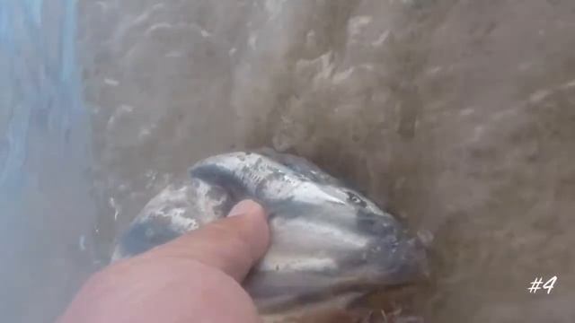 Forster Beach Worming смотреть онлайн