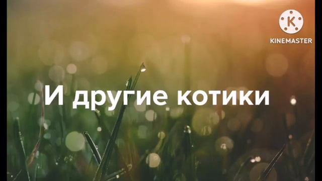 Цветные Котики 2 сезон 3 серия (ПЕРЕЗАЛИВ) смотреть онлайн