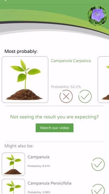 PlantSnap identifies a bellflower plant (Campanula) смотреть онлайн