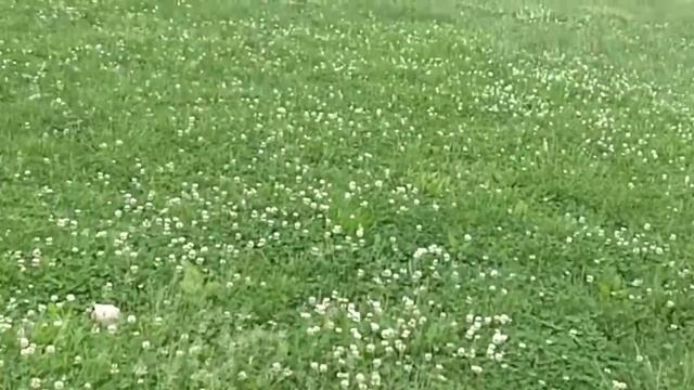 Photosynthesis Definition (music video) смотреть онлайн