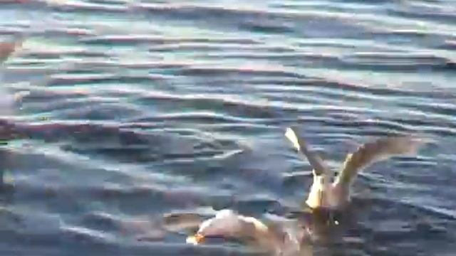 чайки дерутся из-за яблока