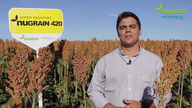 Nuseed Brasil - Portfólio de Sorgo Granífero de Ciclo Longo смотреть онлайн