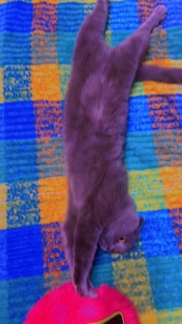 🔴КОТ СМОКИ🔴 смотреть онлайн