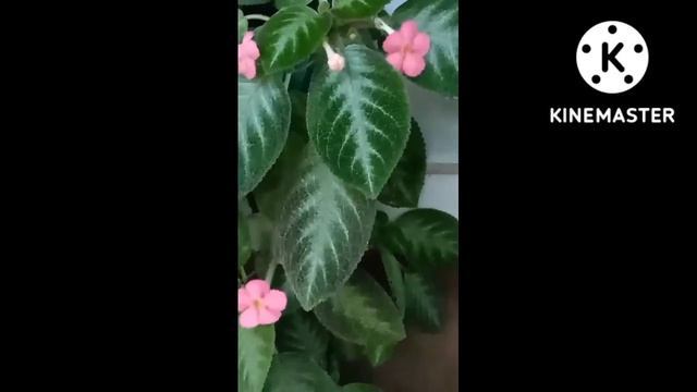 My two episcia plants смотреть онлайн