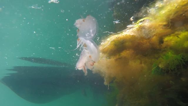 Small Jellyfish in Pendennis Marina смотреть онлайн