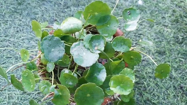 30 Best ornamental plants || House plants of my garden смотреть онлайн