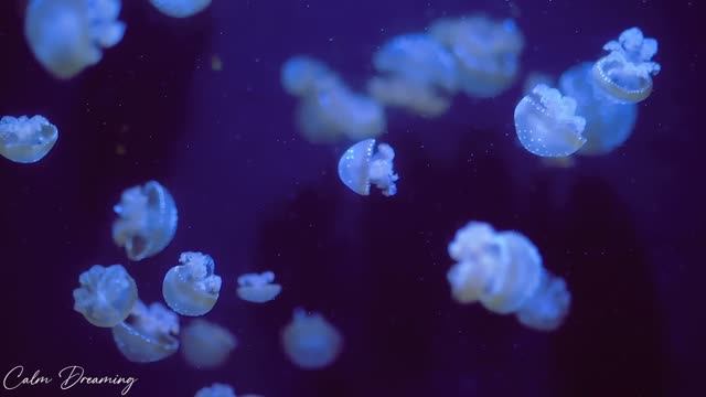 Jellyfish Aquarium • Healing Of Insomnia, Stress, Anxiety And Depression •_[20.02.2025]