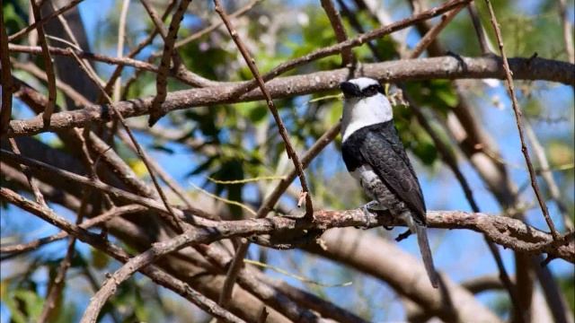 14 Areas Protegidas de Honduras смотреть онлайн